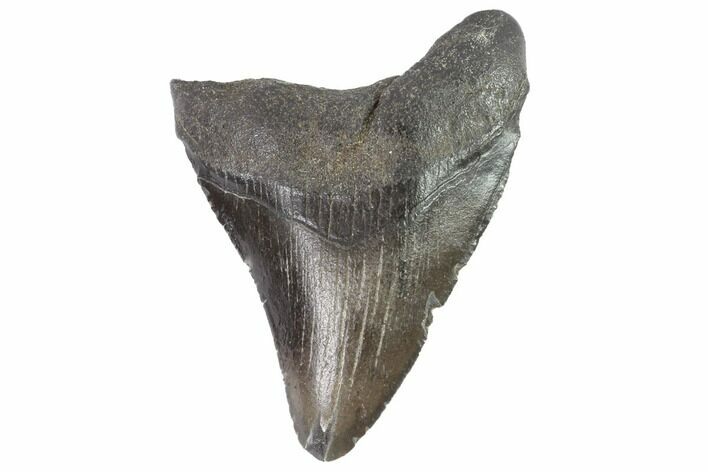Juvenile Megalodon Tooth - Georgia #90753
